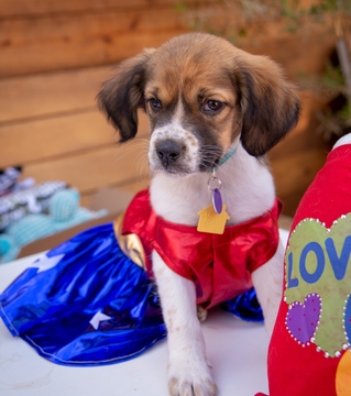 Demi D4337 (Lady Lu)