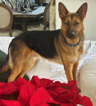 Hansel D4539 (Gusto)