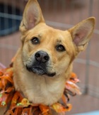 Pumpkin D5190 (was D5730