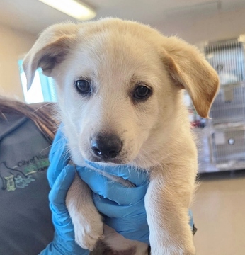 Sunflower (Sunny) D6072