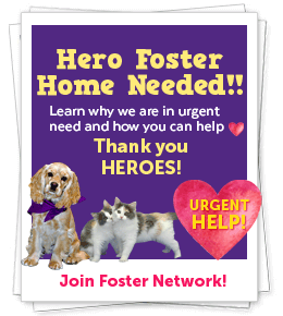 URGENT! Hero Foster Family Needed!