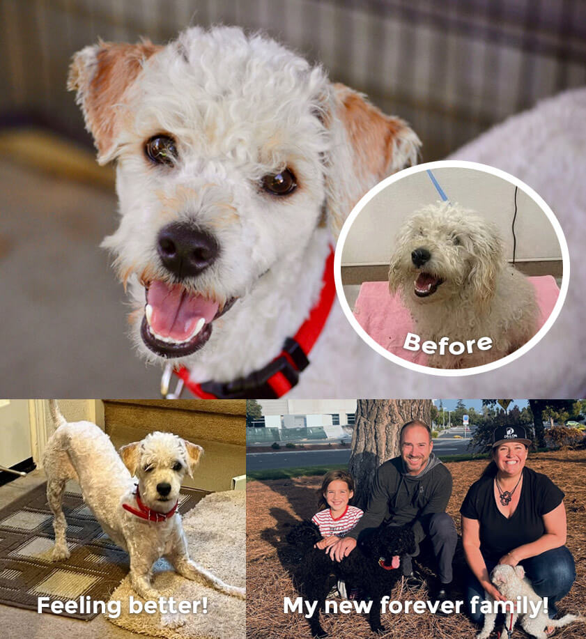 Photo of Murphy, before, after and adopted!