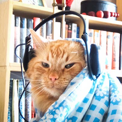 Cat with headphone